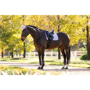 LeMieux Suede Dressage Square  - Lilac in Lilac