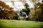 Horseware Rhino Rhino Plus Pony Turnout Bundle (0g + 200g)  - Black Check/Black & White in Black Check/Black & White