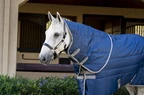 Horseware Amigo Amigo Ripstop Insulator Stable Hood 100g  - Navy/Titanium Grey in Navy/Titanium Grey