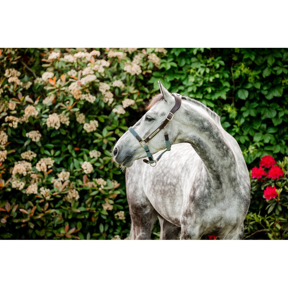 Horseware Signature Braided Headcollar - Brown/Navy & Blue Haze