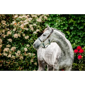 Horseware Signature Braided Headcollar - Brown/Navy & Blue Haze in Brown/Navy & Blue Haze