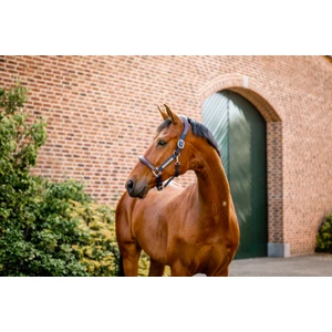 Horseware Signature Webbing Headcollar - Brown/Navy in Brown/Navy