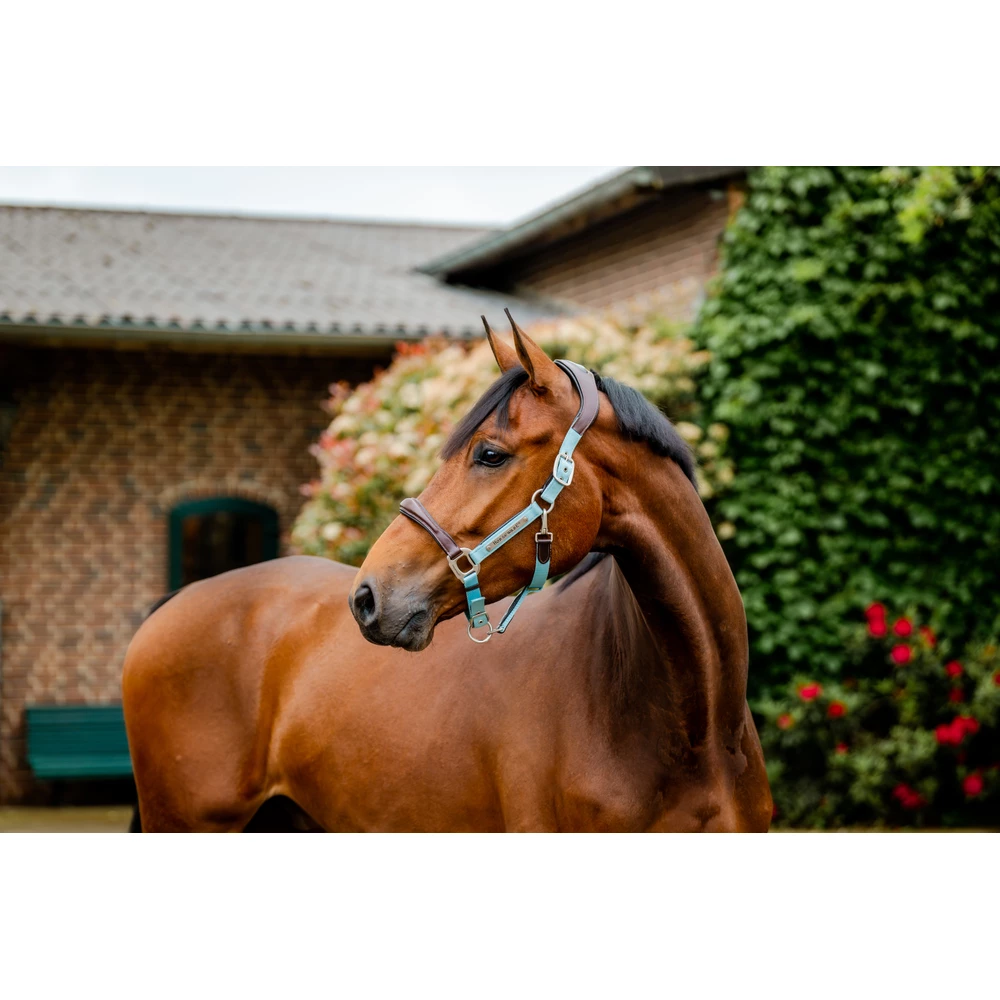 Horseware Signature Webbing Headcollar - Brown/Blue Haze in Brown/Blue Haze