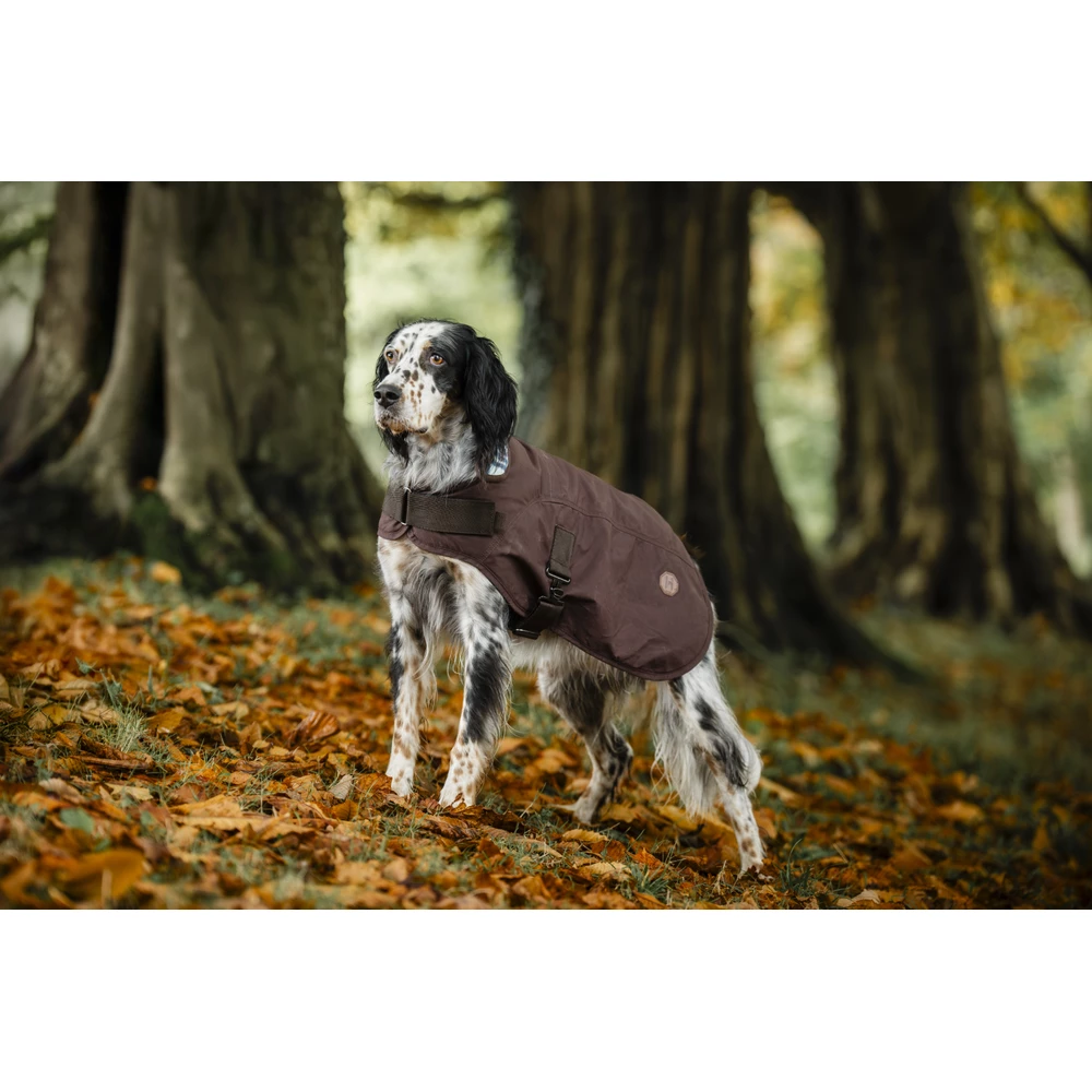 Horseware Newmarket Heritage Dog Coat - Brown/Witney Navy in Brown/Witney Navy