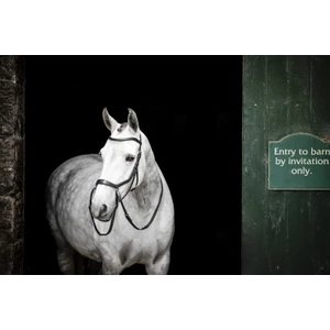 Horseware Micklem Micklem Bitless Bridle - Black in Black