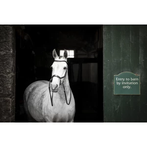 Horseware Micklem Micklem Bitless Bridle - Black 