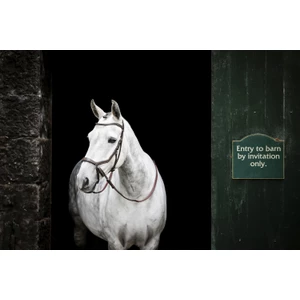 Horseware Micklem Micklem Bitless Bridle - Brown in Brown