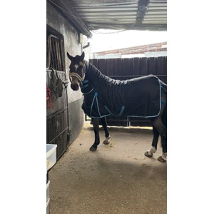 Bridleway Ontario 220g Combo Turnout Rug - Black in Black