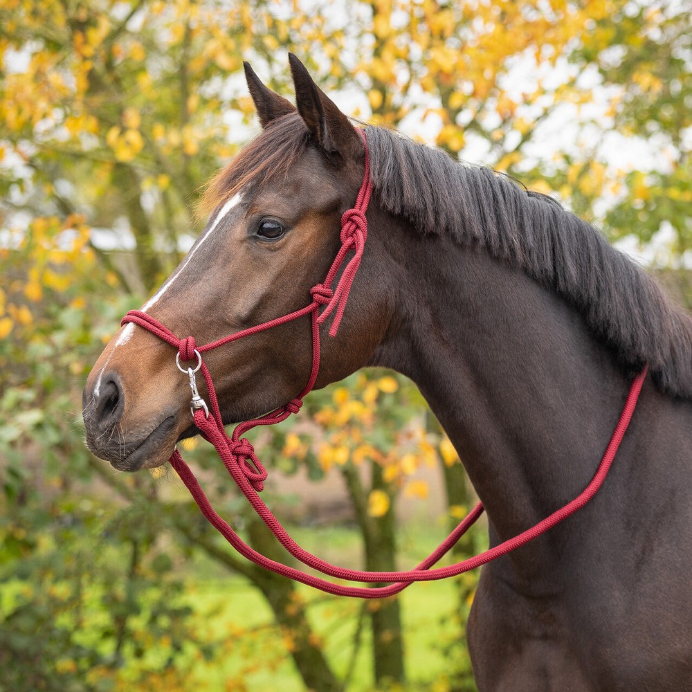 QHP Rope Halter Color with Rein - Burgundy 