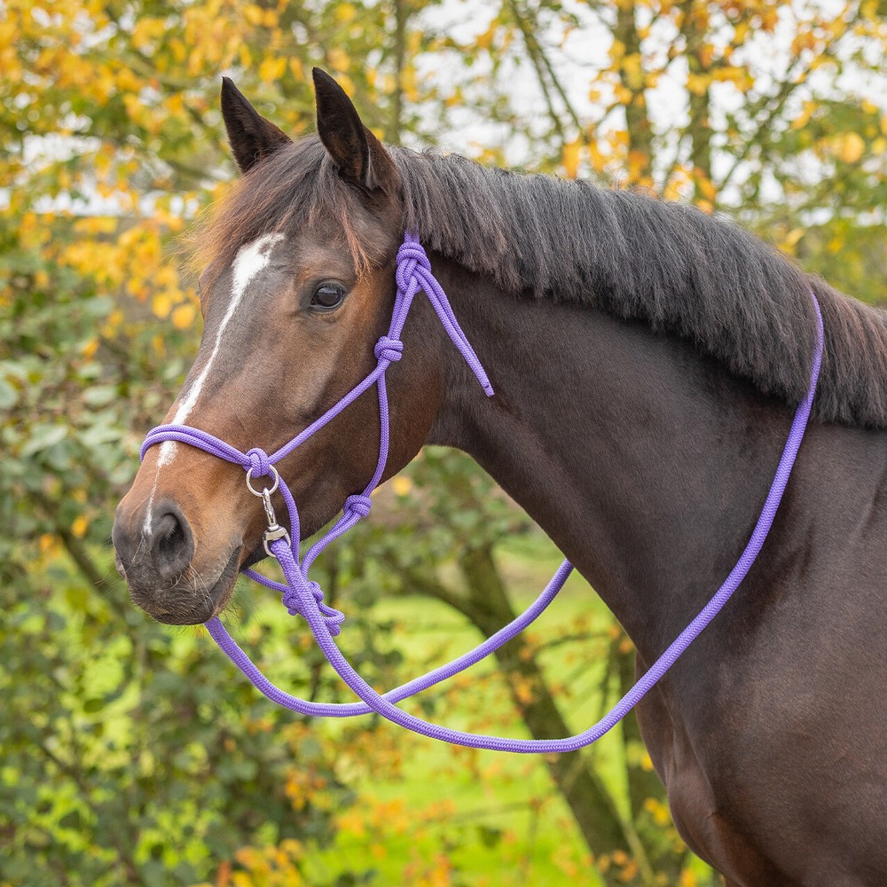 QHP Rope halter Color with rein - Passion Flower 