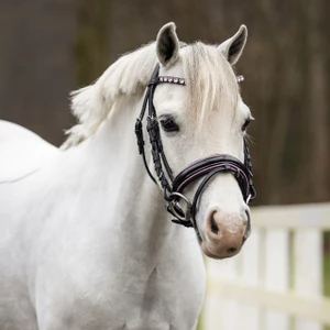 QHP Bridle Bixie - Pink in Pink