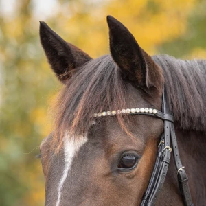 QHP Bridle Sunset - Black in Black