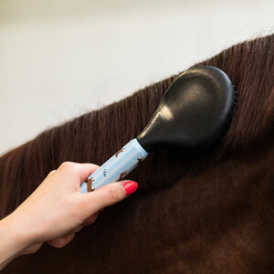 QHP Grooming set Stable buddy - Dachshund in Dachshund