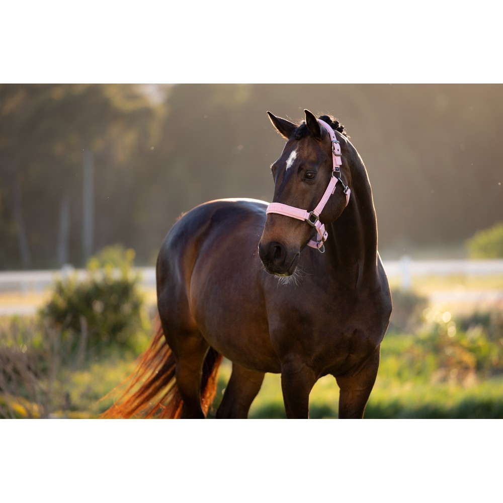 LeMieux Essence Headcollar - Fondant 