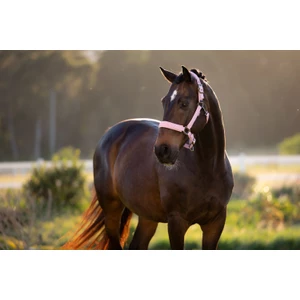 LeMieux Essence Headcollar - Fondant 