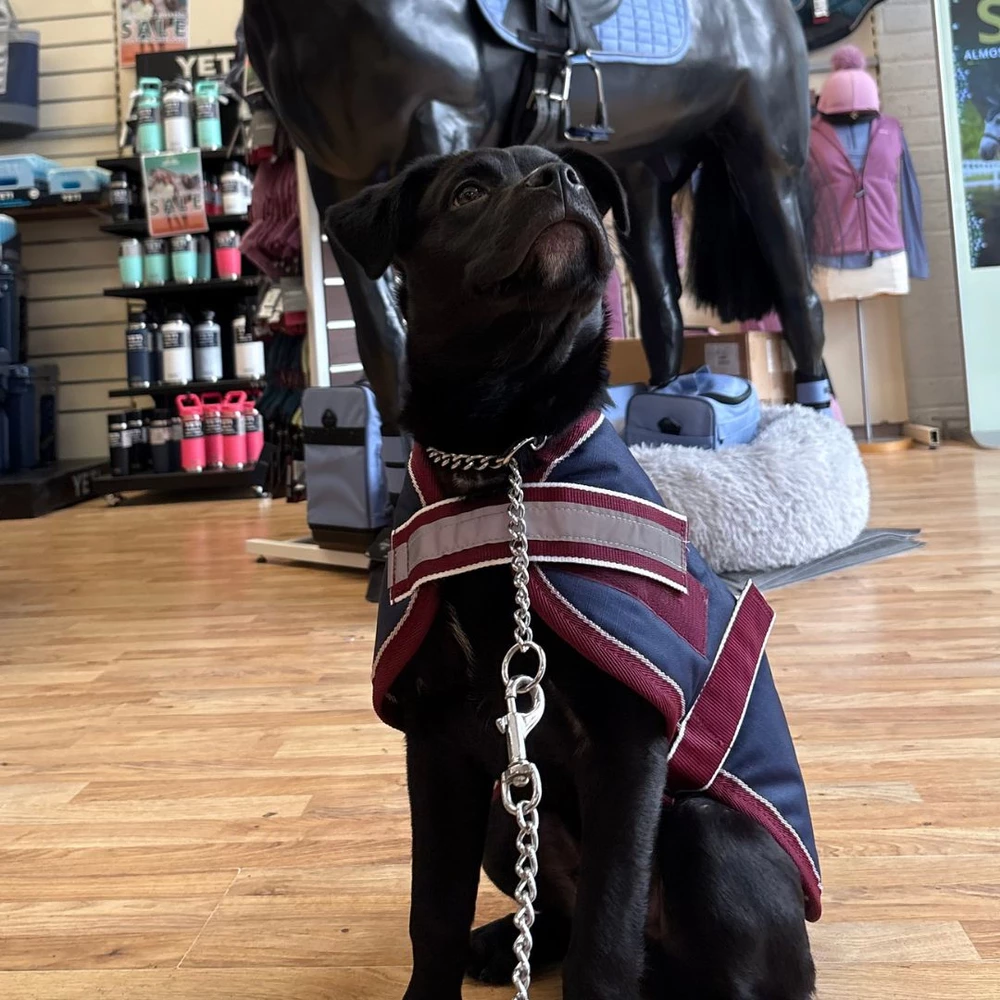 Mackey Equestrian Mackey Buster 600D Dog Rug - Navy/Burgundy in Navy/Burgundy