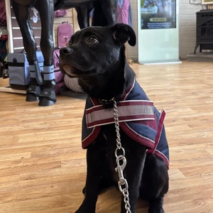 Mackey Equestrian Mackey Buster 600D Dog Rug - Navy/Burgundy in Navy/Burgundy