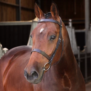 Velociti LUSSO Elite Hunter Bridle - Havana in Havana
