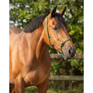 Q-essentials Rope Halter Basic - Dark Green in Dark Green