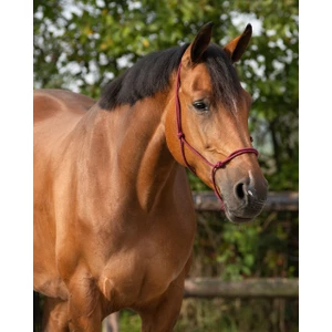 Q-essentials Rope Halter Basic - Burgundy in Burgundy