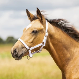 Q-essentials Head Collar Foal - White in White