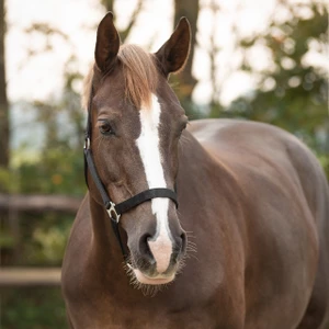 Q-essentials Head Collar Slide - Black in Black