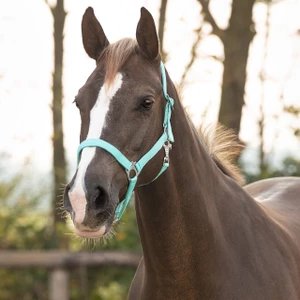 Q-essentials Head Collar Slide - Turquoise in Turquoise