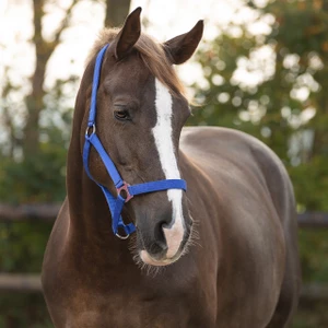 Q-essentials Head Collar Slide - Cobalt Blue in Cobalt Blue