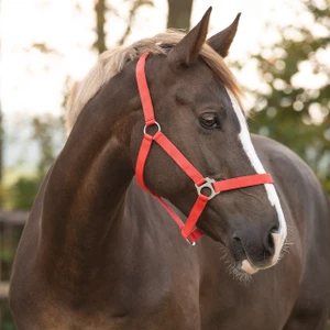 Q-essentials Head Collar Slide - Bright Red in Bright Red
