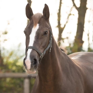 Q-essentials Head Collar Slide - Anthracite in Anthracite
