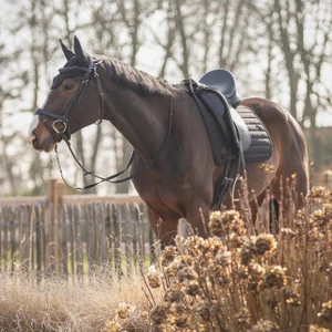 QHP Saddle pad Salerno - Black in Black