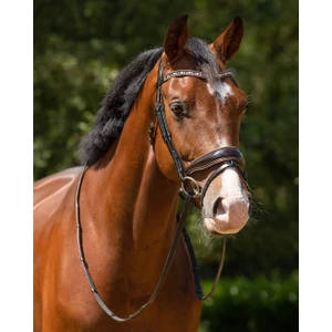QHP Bridle Orlando - Black/Brown in Black/Brown