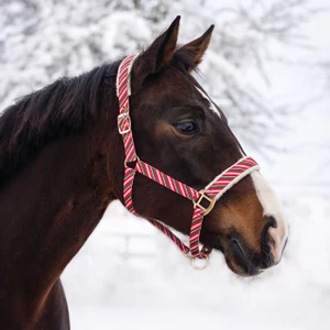 QHP Head collar Christmas - Jolly Stripe 