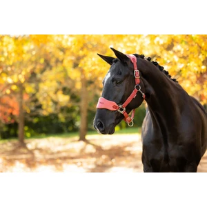 LeMieux Vogue Headcollar & Leadrope - Russet in Russet