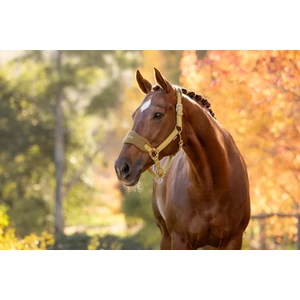 LeMieux Vogue Headcollar & Leadrope  - Gooseberry 