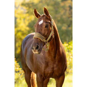 LeMieux Vogue Headcollar & Leadrope - Gooseberry in Gooseberry
