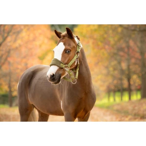 LeMieux Vogue Headcollar & Leadrope - Gooseberry in Gooseberry