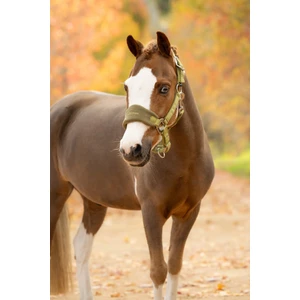 LeMieux Vogue Headcollar & Leadrope - Gooseberry in Gooseberry