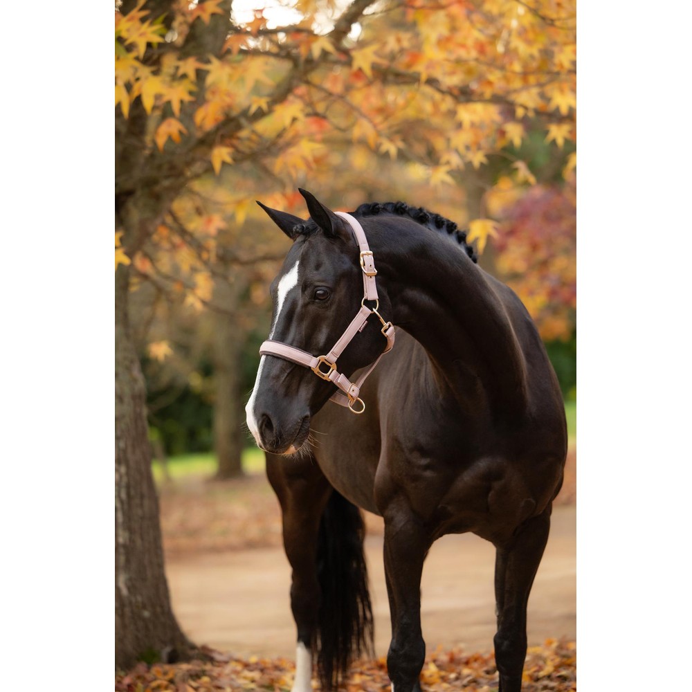 LeMieux Essence Headcollar  - Wild Rose 
