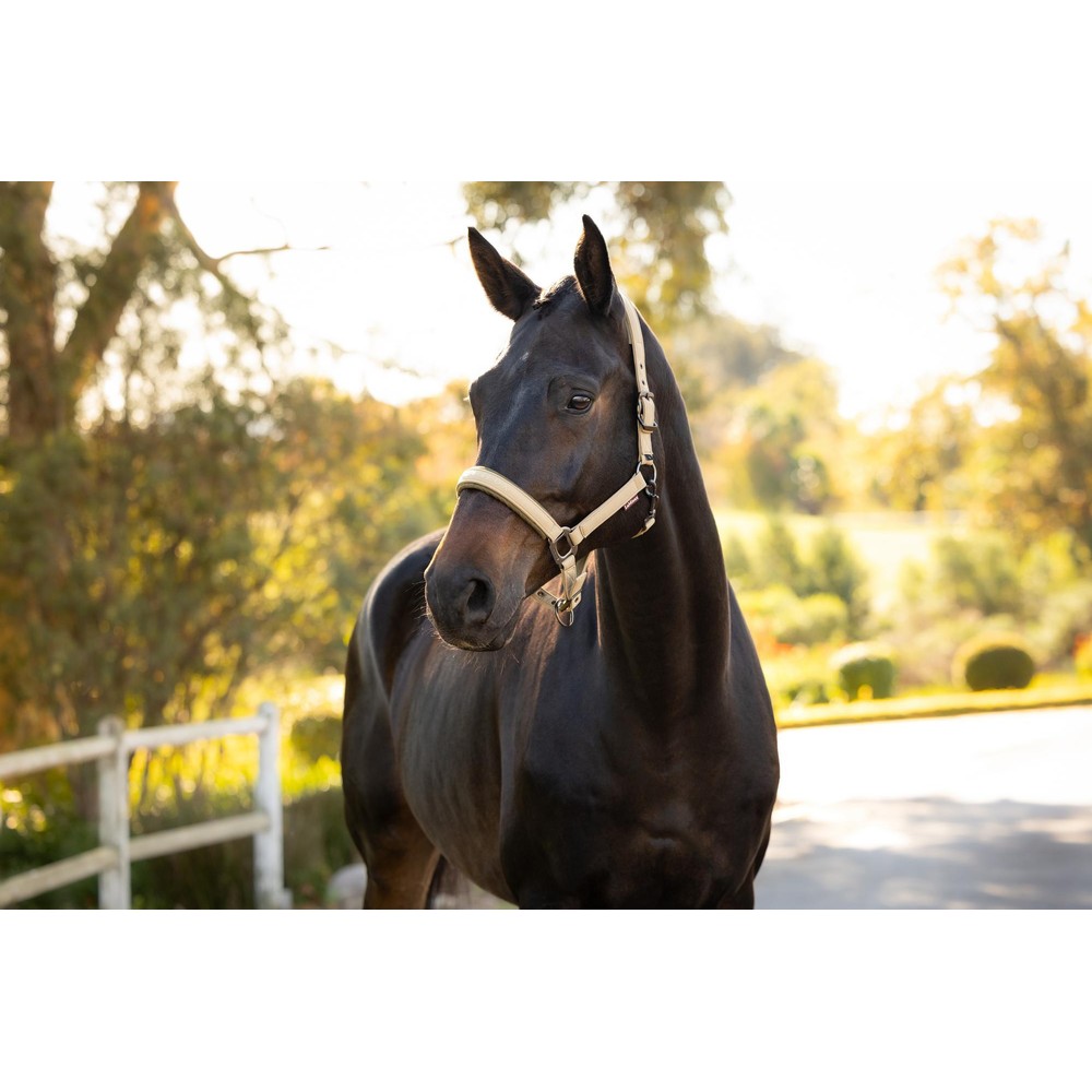 LeMieux Essence Headcollar - Pear