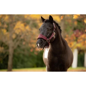 LeMieux Breakaway Vogue Headcollar & Leadrope  - Bramble in Bramble