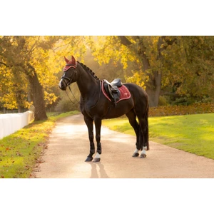 LeMieux Loire Classic Close Contact Square - Russet in Russet