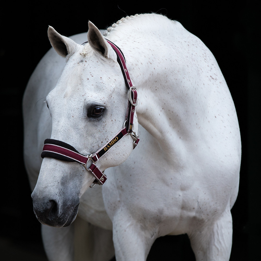 Horseware Rambo Rambo Padded Headcollar