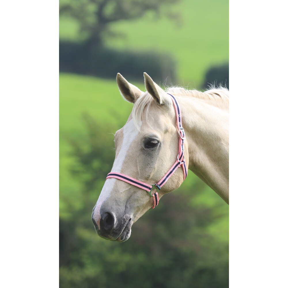 Wessex Headcollar
