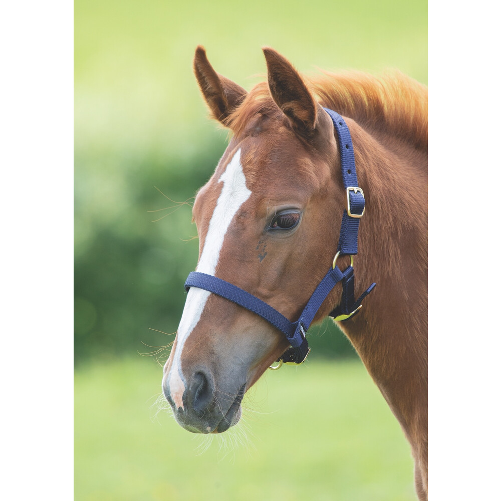 Shires Foal Headcollar 