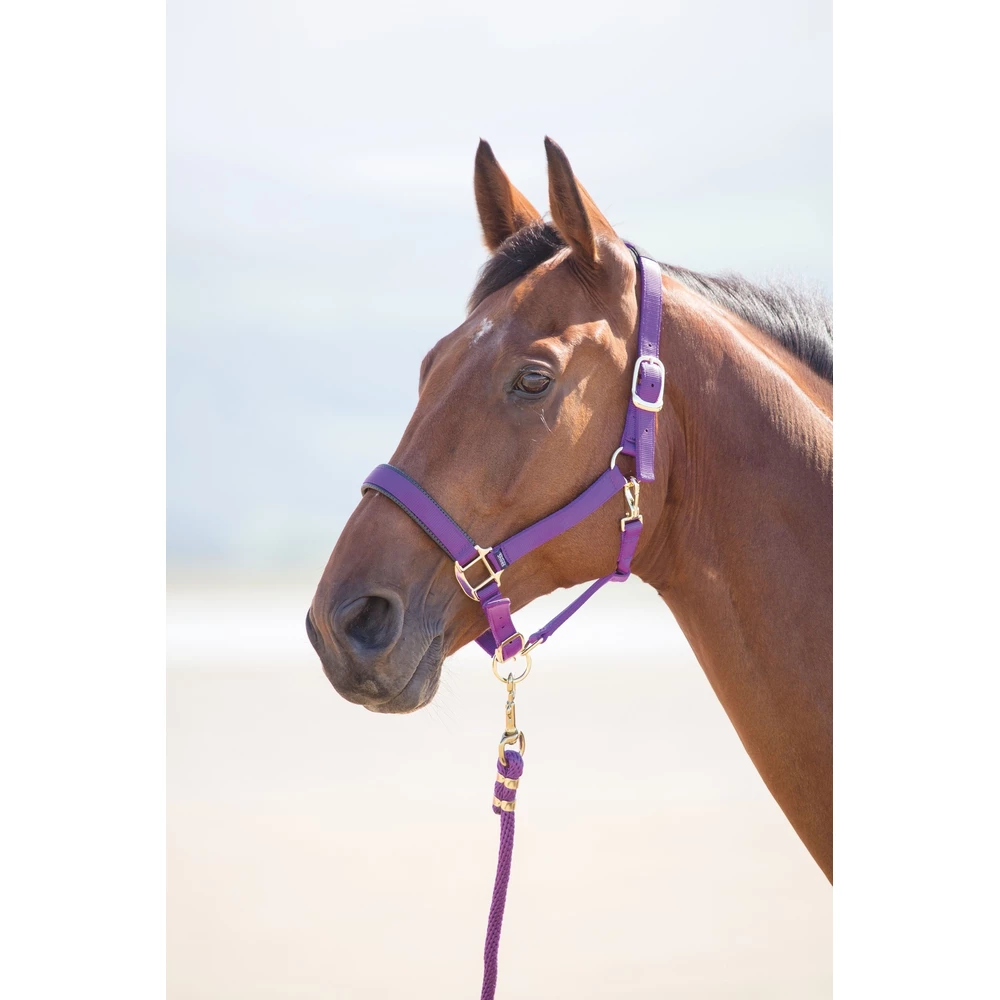 Shires Topaz Nylon Headcollar in Purple