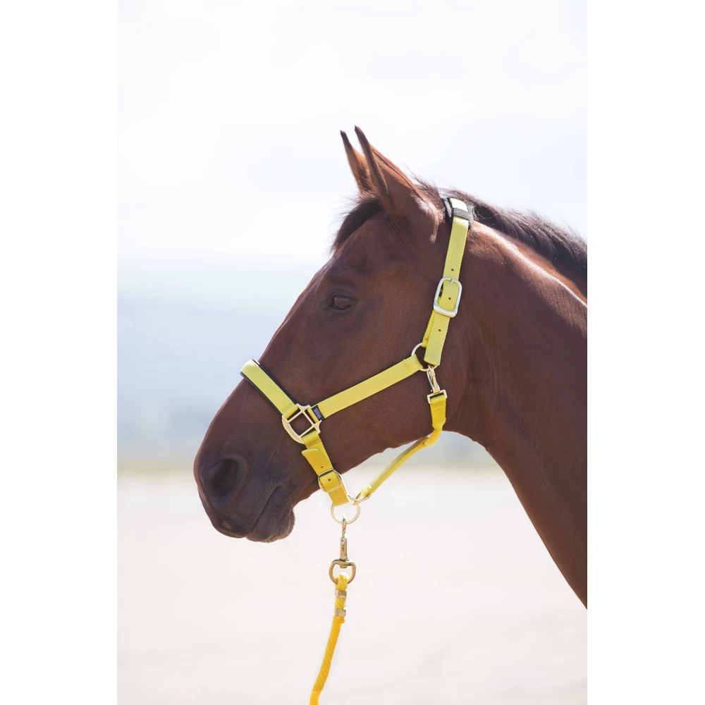 Shires Topaz Nylon Headcollar in Yellow