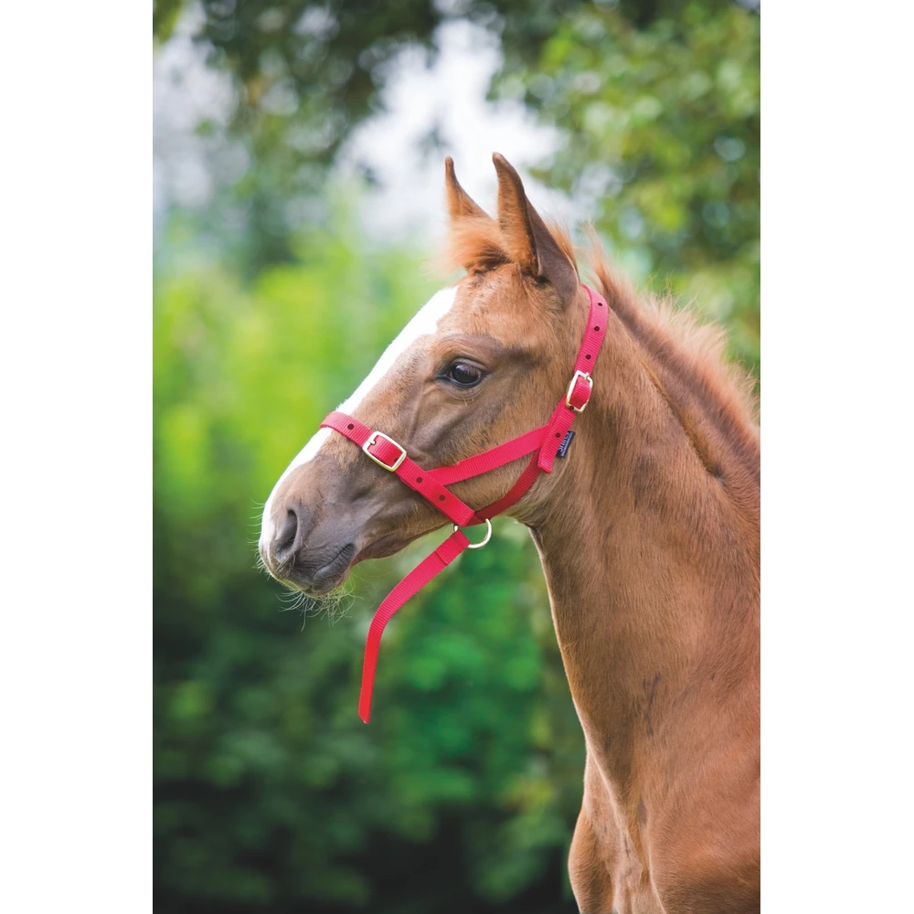 Shires Foal Slip in Red