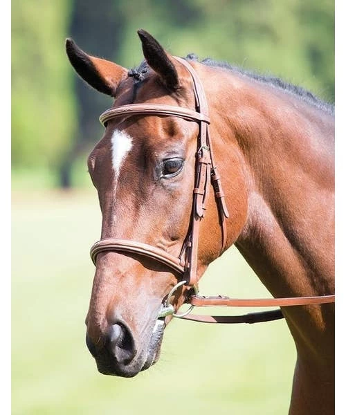 Avignon Raised Cavesson Bridle in Oak