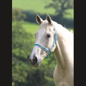 Wessex Headcollar in Cambridge/Navy